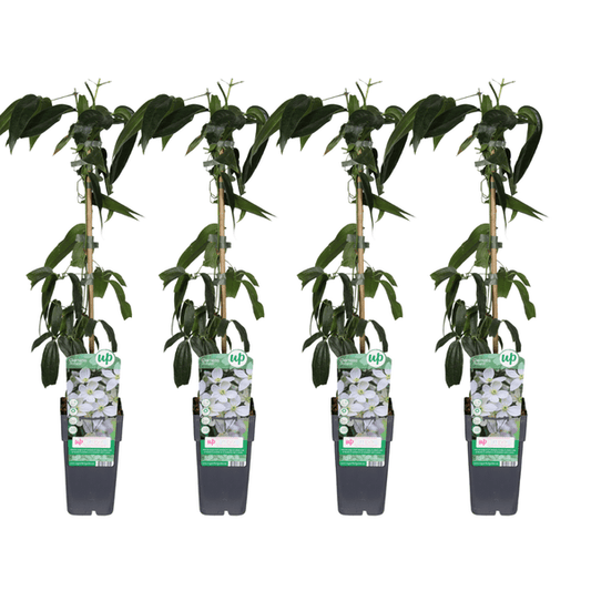 Clematis armandii – Armands Waldrebe – immergrüne Kletterpflanze – 3 Pflanzen – Ø15cm – ca. 65cm hoch – weiße duftende Blüten