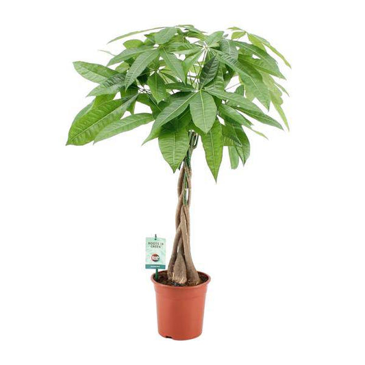 Glückskastanie - Pachira Aqautica - Zimmerpflanze - Ø19cm - ↕80cm