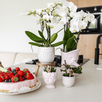Topf Granada – Rosa – Ø6cm – Dekorativer Keramiktopf – Mediterranes Design – Glasiert & langlebig – Für Zimmerpflanzen & Deko 