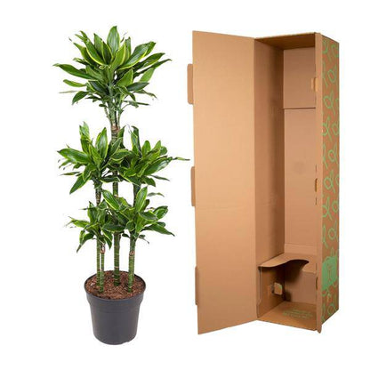 Drachenbaum - Dracaena Golden Coast Karussell - Zimmerpflanze - 150 cm - ø31cm