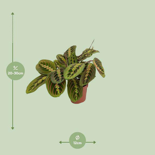 Maranta Fascinator (Pfeilwurz) - Ø12cm - ↕20cm - Oasis of Life