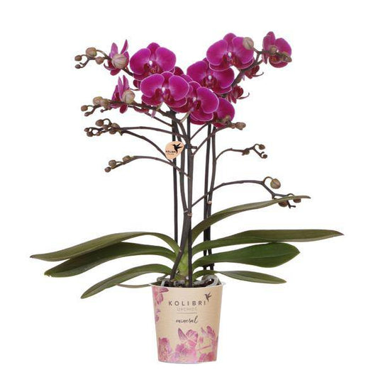 Kolibri Orchids | Lilac Phalaenopsis Orchid - Morelia - Topfgröße Ø9cm | blühende Zimmerpflanze - frisch vom Züchter - Oasis of Life
