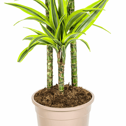 Dracaena Deremensis Zitronenlimette Ø24cm - ↕130 - 150cm