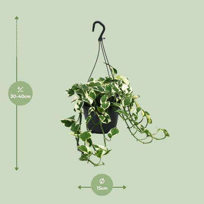 Gefleckte Efeutute - Scindapsus Epipremnum N'Joy - Zimmerpflanze - Ø15cm - ↕35cm