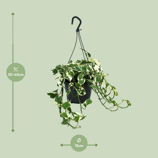 Gefleckte Efeutute - Scindapsus Epipremnum N'Joy - Zimmerpflanze - Ø15cm - ↕35cm 