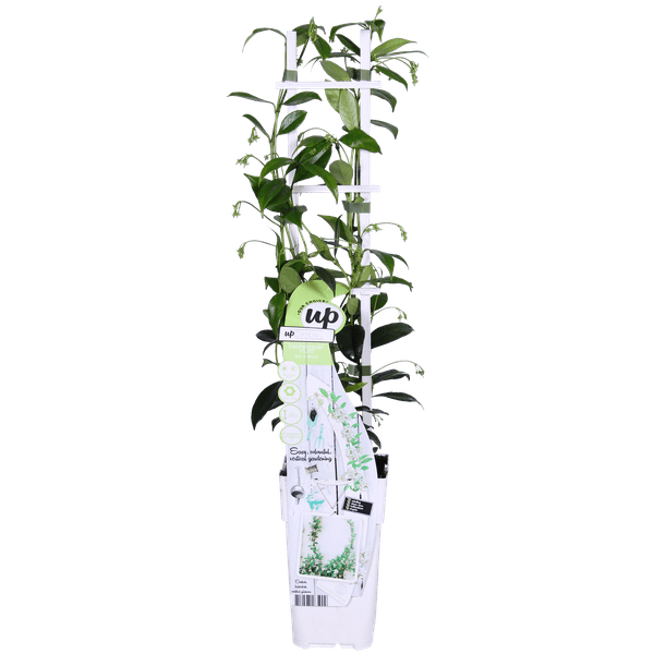 Sternjasmin - Trachelospermum 'Star of Venice' - Toskanischer Jasmin Weiß - Ø15cm - ↕65cm