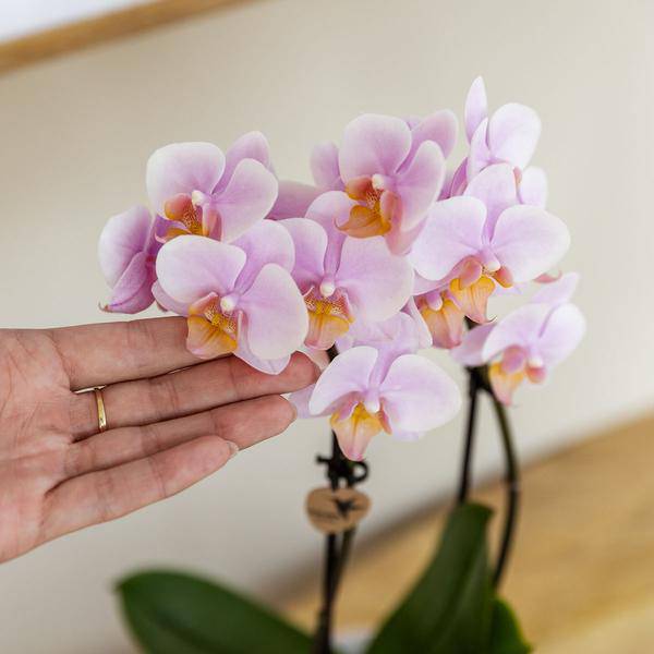 Kolibri Orchids | COMBI DEAL von 2 Rosa Phalaenopsis Orchideen - Andorra - Topfgröße Ø9cm | blühende Zimmerpflanze - frisch vom Züchter - Oasis of Life