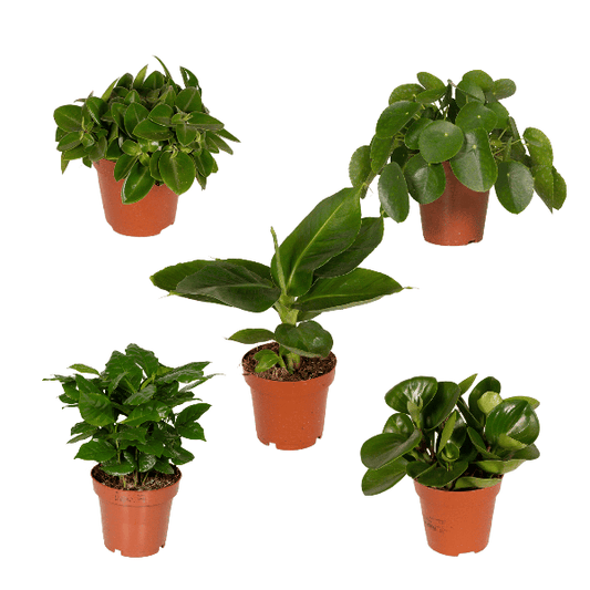 Überraschungsbox Zimmerpflanzen – 5 grüne Pflanzen Ø12cm , ca. 25cm hoch – Vielfältige Blatt- und Blütenpracht – Ideal für Zuhause & Büro