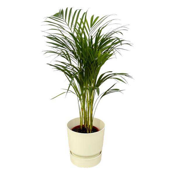 Areca Palme - Betelpalme - Zimmerpflanze - ↨85cm - Ø19cm + Topf Greenville Weiß D24xH23 