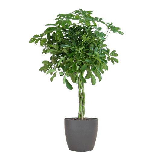 Schefflera Arb Nora – Strahlenaralie – Zimmerpflanze + Topf Viber Grau – ↕70cm – Ø21cm – Kletterpflanze mit auffälligen Handblättern – Pflegeleicht & dekorativ für Innenräume 