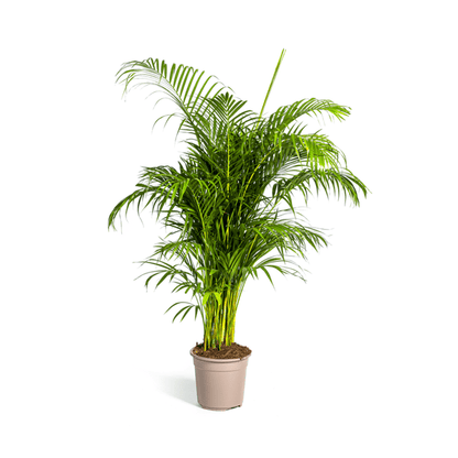 Dypsis Areca lutescens – Goldfruchtpalme – Zimmerpflanze – Ø27 cm – Höhe 150-170 cm – Tropische, federartige Blätter – Ideal für Wohnräume & Büro 