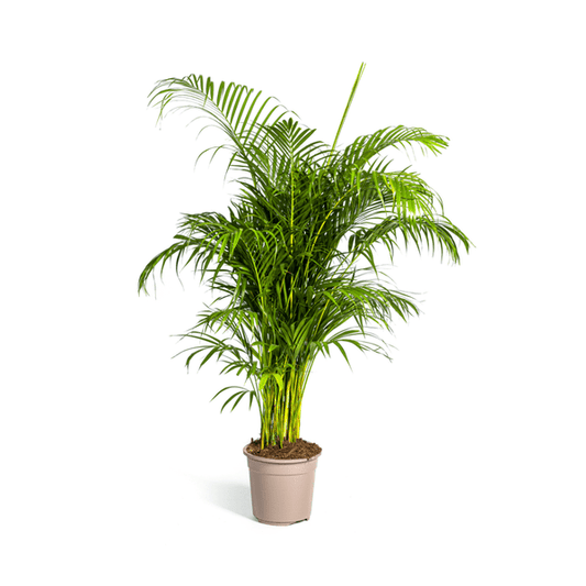 Dypsis Areca lutescens – Goldfruchtpalme – Zimmerpflanze – Ø27 cm – Höhe 150-170 cm – Tropische, federartige Blätter – Ideal für Wohnräume & Büro 