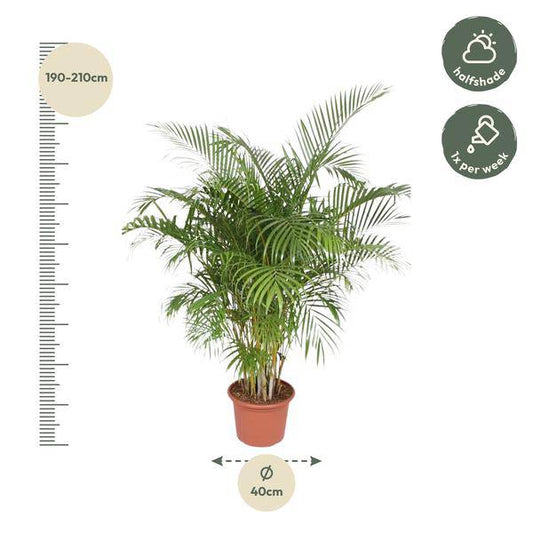 Goldfruchtpalme Dypsis Lutescens – Areca-Palme – 200cm hoch – Ø40cm – Große tropische Zimmerpflanze mit federartigen Blättern – Pflegeleicht & dekorativ – Für Wohnzimmer, Büro & Innenräume 