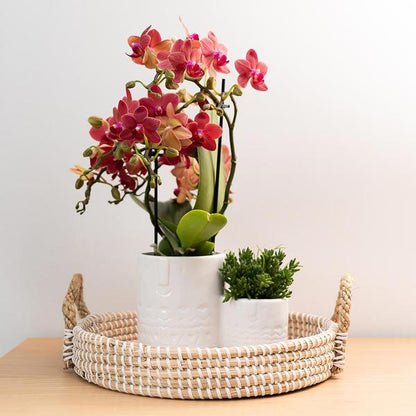 rote Phalaenopsis-Orchidee - Kongo - Topfgröße Ø9cm | blühende Zimmerpflanze - frisch vom Züchter - Oasis of Life