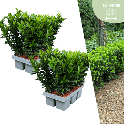 Euonymus 'Green Spire' - Japanischer Spindelstrauch - Ø7cm - ↕15cm - 12 Stück