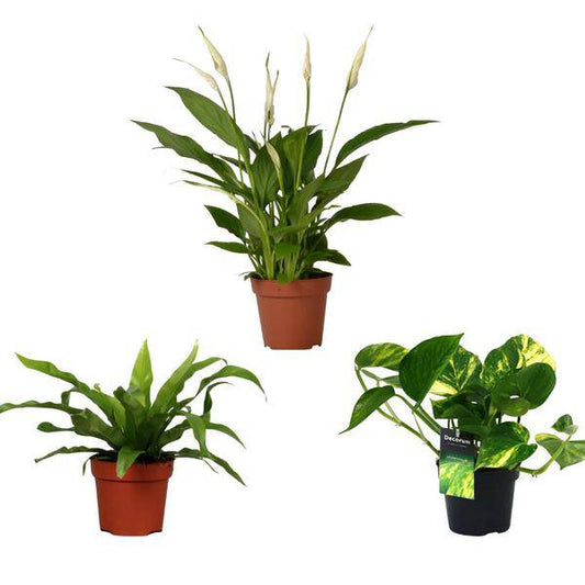 Luftreinigender Pflanzen Mix - Ø12cm - ↕20/45cm - 3 Stück
