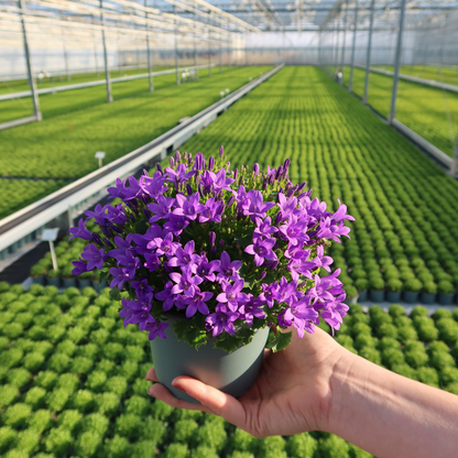 Glockenblume - Campanula Addenda Ambella Intense Purple in Granada-Dekotöpfen - Topfgröße 12 cm - Staude - Winterhart - 2 Stück