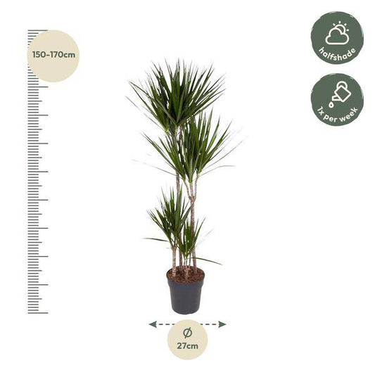 Drachenbaum – Dracaena Marginata 160cm – Ø27cm – Zimmerpflanze mit grünen Blättern & roten Rändern – In braunem Design-Topf – Pflegeleichte Dekopflanze für Wohnzimmer, Büro & Wintergarten 