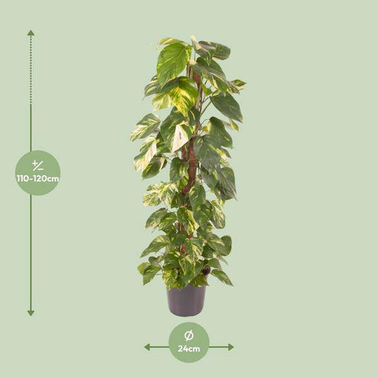 Efeutute Epipremnum Pinnatum – Zimmerpflanze – Ø24cm – ↕120cm – Goldene Efeutute mit herzförmigen Blättern – Luftreinigende & pflegeleichte Zimmerpflanze 