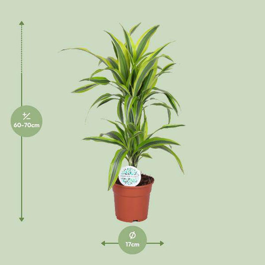 Drachenbaum Dracaena Lemon Lime – Zimmerpflanze – Ø17cm  – ↕65cm – Gelb-grün gestreifte Blätter – Luftreinigend & Pflegeleicht 