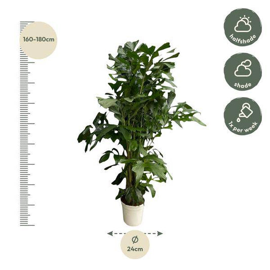 Caryota Mitis – Fischschwanzpalme – Zimmerpflanze ca. 170cm – ø24cm – Tropische XL-Palme mit gefiederten Blättern für Wohnzimmer, Büro & Wintergarten 