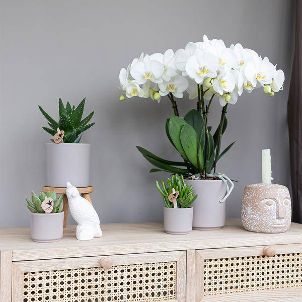 Sukkulente - Crassula Hobbit - Ø6cm - Zimmerpflanze 