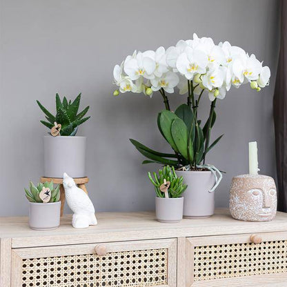 Sukkulente - Crassula Hobbit - Ø6cm - Zimmerpflanze 