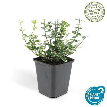 Kletter-Spindelstrauch - Euonymus 'Emerald 'n Gaity' - ↕10-25cm - Ø9cm - 20 Stück