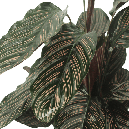 Pfauenpflanze - Calathea Ornata - Zimmerpflanze - 50cm - ø14cm - 2 Stück 