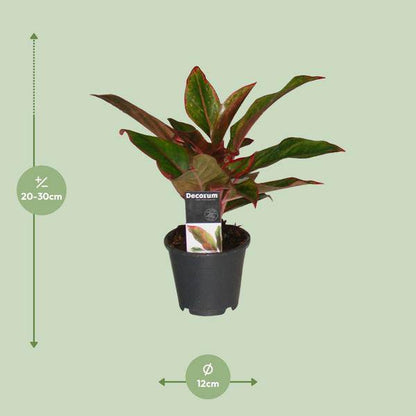 Kolbenfaden - Aglaonema Kreta - Zimmerpflanze - Ø12cm - ↕50cm