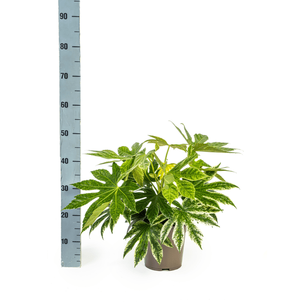Fatsia Japonica Spider's Web Ø19cm - ↕45cm - Oasis of Life