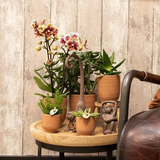 Glasierter Blumentopf Cognac – Keramik-Dekotopf Ø12cm – Handgefertigt mit Wellenmuster – Glänzende Oberfläche – Für Orchideen & Grünpflanzen – Stilvolles Interieur-Accessoire 