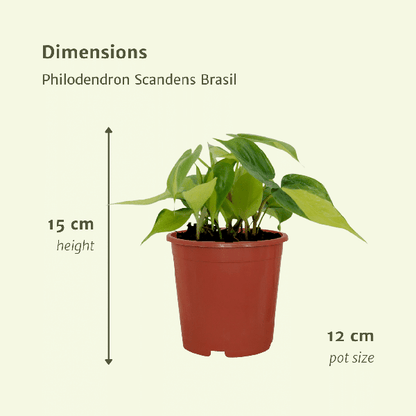 Baumfreund - Philodendron Scandens Brasil - Zimmerpflanze - Ø12cm - ↕15cm - 4 Stück