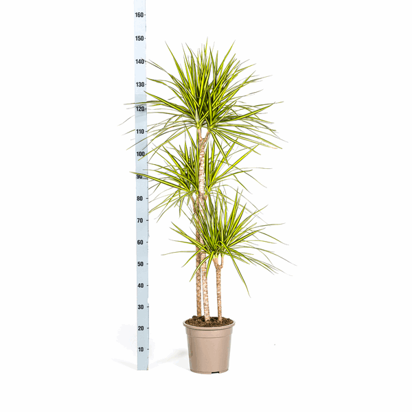 Dracaena Marginata Sonnenstrahl Ø24cm - ↕130 - 150cm