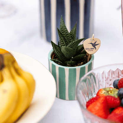 Topf - Bemalter Streifen - Türkis - Ø6cm 