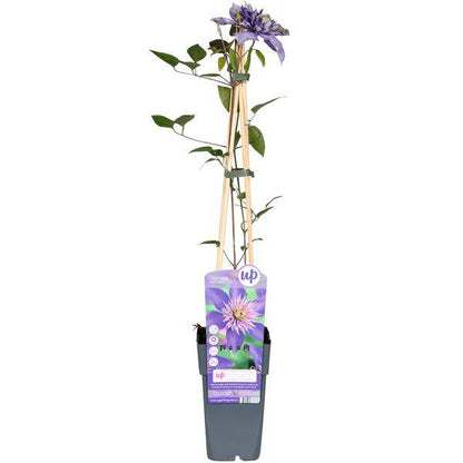 Waldrebe - Clematis Multi Blau - Clematis Blau - Ø15cm - ↕65cm