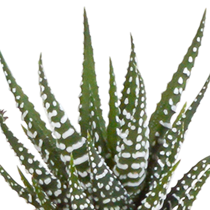 Sukkulenten Kaktus Mix - 5,5 cm - 15 Stück - Zimmerpflanze - im weißen Topf
