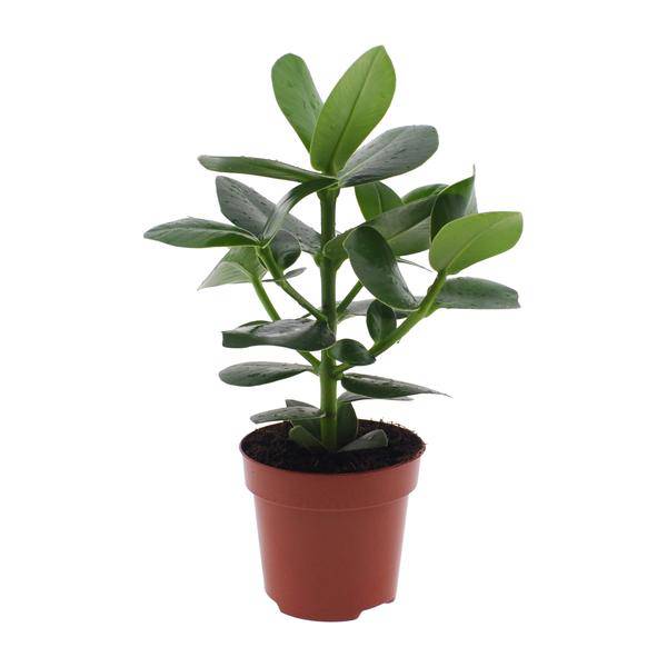 Clusia Rosea Princess - Ø12cm - ↕15cm - Oasis of Life
