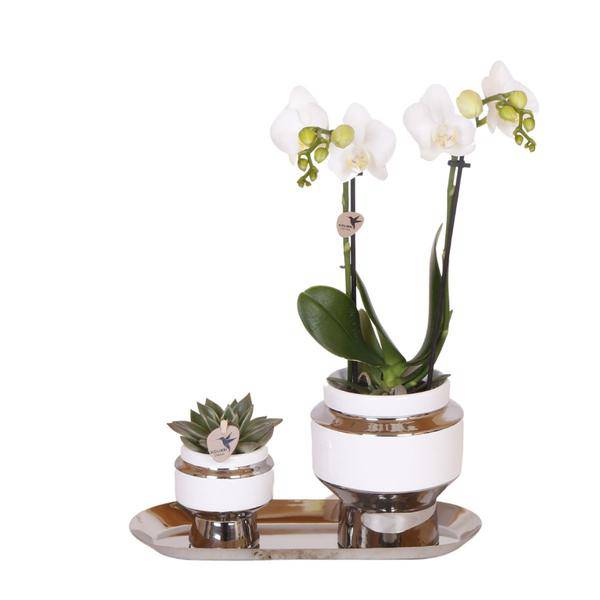 Kolibri Company - Set aus weißer Orchidee und Sukkulente auf Silbertablett - frisch vom Züchter - Oasis of Life