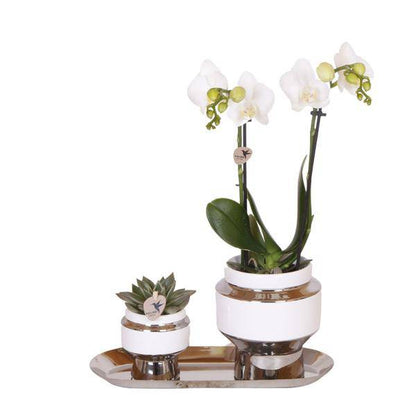 Kolibri Company - Set aus weißer Orchidee und Sukkulente auf Silbertablett - frisch vom Züchter - Oasis of Life