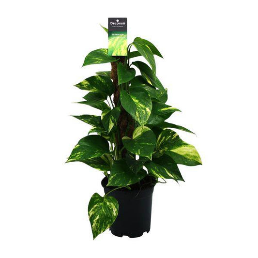 Efeutute - Scindapsus Epipremnum - Zimmerpflanze - Ø15cm - ↕50cm 