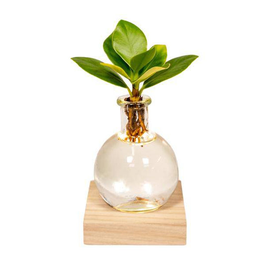 Clusia Hydroponie-Pflanze im Samoa Glas mit LED-Beleuchtung – Ø4cm × 10cm – Grünes Blattdekor für Innenräume – Pflegeleicht & Wasserbasiert