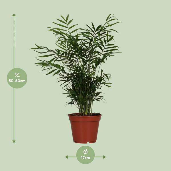 Mexikanische Bergpalme - Chamaedorea Elegans - Zimmerpflanze - Ø17cm - ↕55cm