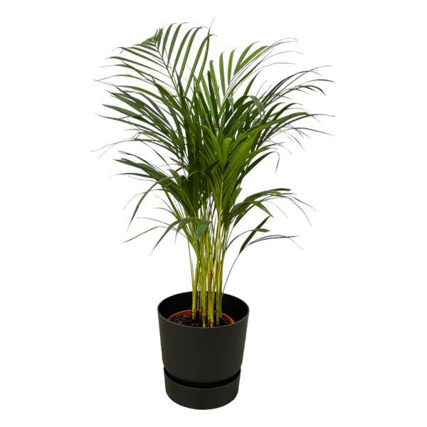 Areca Palme - Betelpalme - Zimmerpflanze - ↨85cm - Ø19cm + Topf Greenville Schwarz D24xH23 