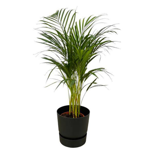 Areca Palme - Betelpalme - Zimmerpflanze - ↨85cm - Ø19cm + Topf Greenville Schwarz D24xH23 