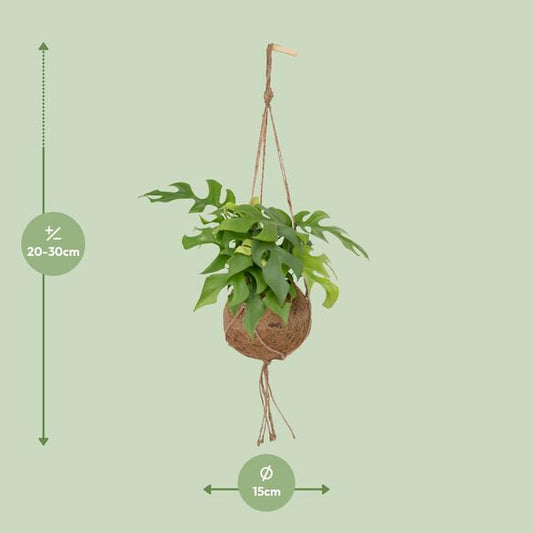 Kokodama Monstera Minima - Lochpflanze - Ø15cm - ↕25cm - Oasis of Life