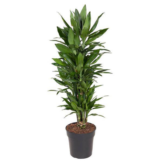 Drachenbaum – Dracaena Janet Lind 110cm – Ø27cm – Elegante Zimmerpflanze mit glänzend dunkelgrünen Blättern – Pflegeleichte Grünpflanze für Büro, Wohnzimmer & Wintergarten 