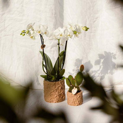 Sternchen Fisch Topf Dekotopf - Sand - Ø6cm 