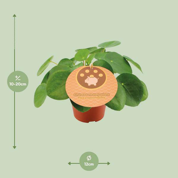 Chinesischer Geldbaum - Pilea Peperomioides - Zimmerpflanze - Ø12cm - ↕20cm