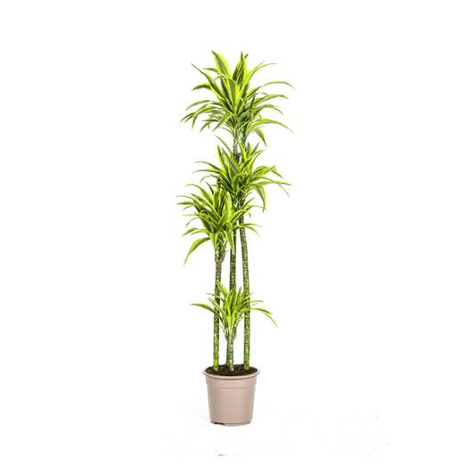 Dracaena Deremensis Zitronenlimette Ø27cm - ↕180cm - Oasis of Life